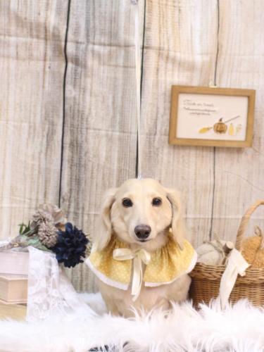 20241008シオンくん